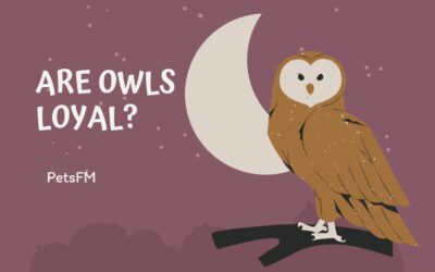 Are Owls Loyal and Friendly? (Everything You Need To Know)